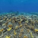 HOPE REEF : SHEBA® UNVEILS WORLD’S LARGEST CORAL RESTORATION PROGRAM